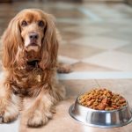 Hladno stiskana hrana za pse vsebuje surove sestavine